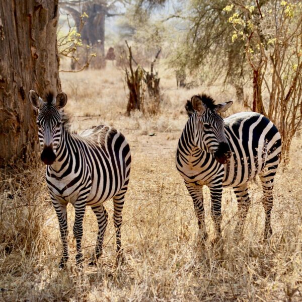 Safari y Paraíso: 11 Días en Tanzania y Zanzíbar